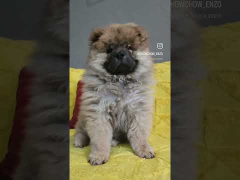 Enzo the snoot got booped (boop a snoot) must watch.                                 @MrBeast