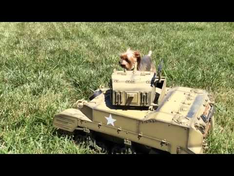Dog Meets Tank