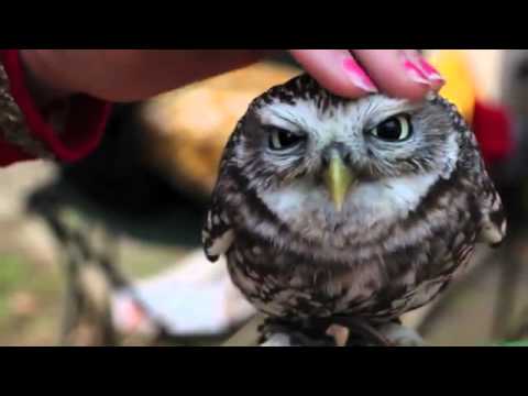 Süße Eulen
