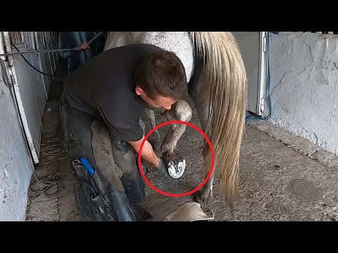 How Horse Hooves Are Deep Cleaned | Deep Cleaned | Insider