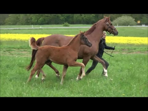 *2019 Stute von Livaldon - Quaterback