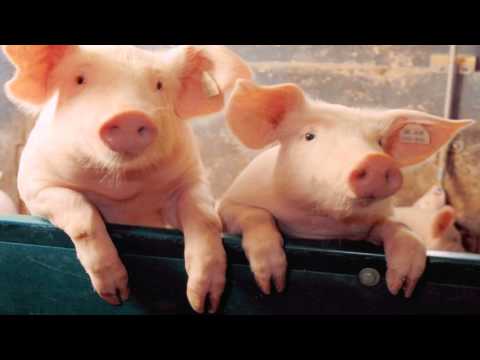 Con heo đất - Bé Na