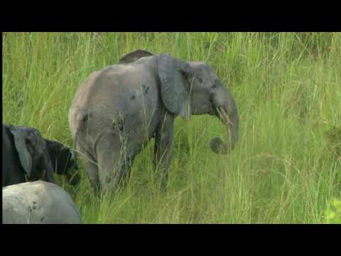 Durch Dschungel und Savanne - Mit der Transgabonais über den Äquator