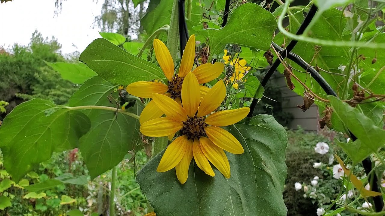 the September Garden still brings me Joy Tour