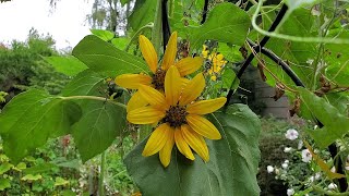 the September Garden still brings me Joy Tour