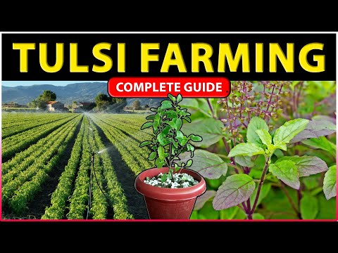 , title : 'Tulsi Farming Guide | How to Grow Holy Basil Plant from Seeds / Cuttings at Home'