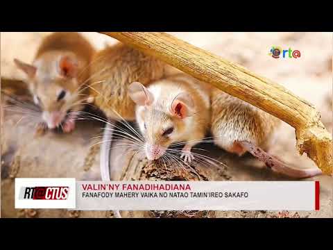 VOAPOROFO FA POIZINA MAHERY VAIKA NO NATAO TAMINY SAKAFO IZAY NAHAFATY IREO  OLONA MARO