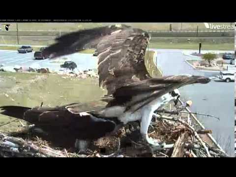 Video2013-05-04_112636  Hellgate Osprey 12 25 pm unusual exchange of a fish gift