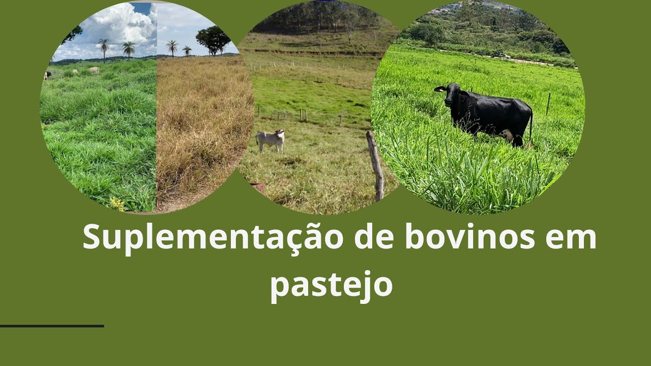 SUPLEMENTAÇÃO DE BOVINOS EM PASTEJO