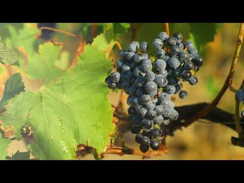 Chateau l'Hospitalet (English Version)