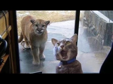 Animales Divertidos Que Nos Hacen Reír y Sacar Una Sonrisa