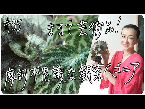 カール、コークスクリューラッシュが大好き 植物