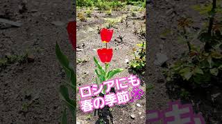 【衝撃💥】ロシアにも春がやって来た🌸🌷#ロシア#ウラジオストク#ロシア生活#ロシア移住#ロシア春#チューリップ#公邸料理人#板前 #crazyboy #捉え方#Chef#海外生活#ロシアで生活する板前