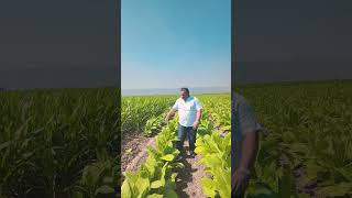 #shortvideo #❤️❤️❤️❤️#musicvideo