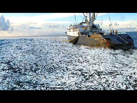 Life On Largest Midwater Trawl Vessel - Fishing trip on trawler the High Sea #04