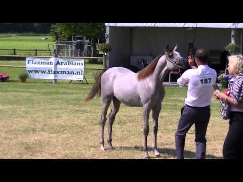 Balero ~ 2012 Colt by Makisa Adaggio
