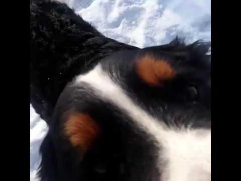 Bernese  Fight _ Buddy