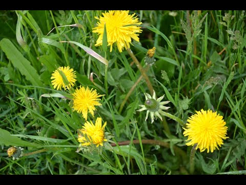 Löwenzahn Steckbrief