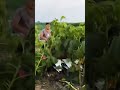 Mesin pertanian modern untuk menebang pohon bunga matahari #shorts #farming #satisfying