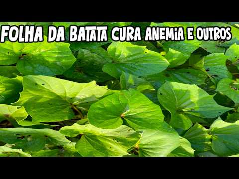 Vai embora anemia/ folha da batata rica em ferro.