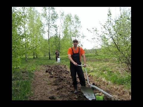 Как  правильно посадить картофель на огороде  электроплугом, лебедкой.