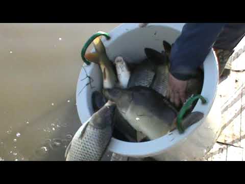 Repopulare 500 Kg Crap Balta Ileana  Razoare 26 Aprilie 2019 !!!