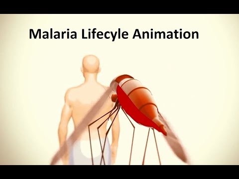 Malaria Lifecycle Animation