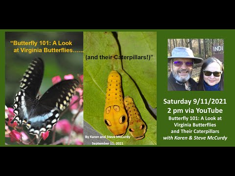 Butterfly 101: Virginia Butterflies and their Caterpillars - Recorded 09/11/2021