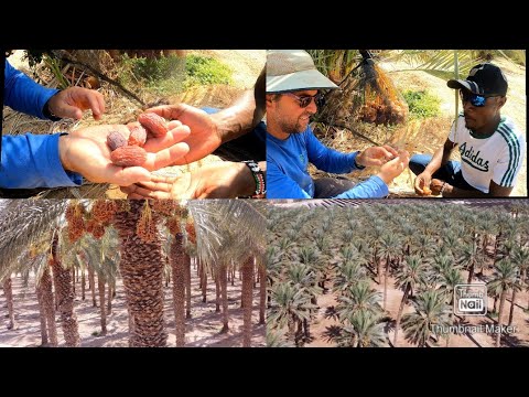 image-Can palm trees grow in desert?