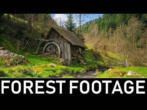 download lagu mp3 mp4 Free Forest Stock Footage, download lagu Free Forest Stock Footage gratis, unduh video klip Free Forest Stock Footage