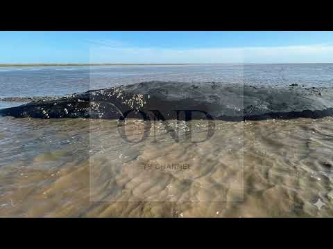 Misterio: Encontraron una ballena en Castelli (Castelli - Buenos Aires - Argentina) Año 2024