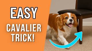 How to Teach a Cavalier King Charles Spaniel Tricks  🐶 Easy “Circle” Object Dog Trick