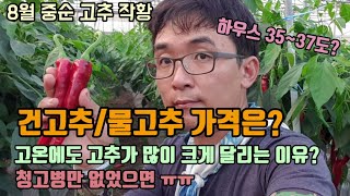 고추농사 건고추 물고추 시세 가격과 8월중순 고추작황 고추가 낙과 낙화되는 이유 고추가 엄청 달리고있습니다.