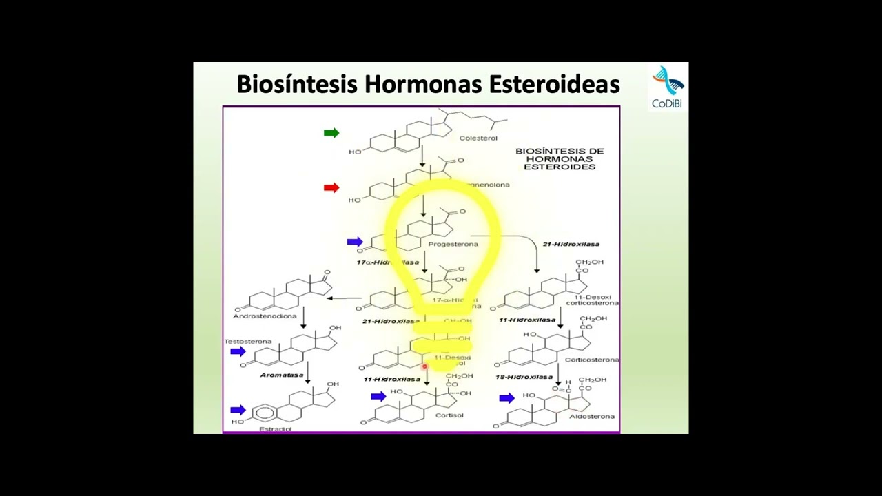 Sesión 68. Esteroidogenesis