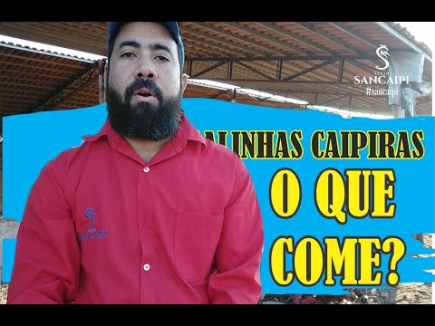 , title : 'O QUE GALINHA CAIPIRA COME? | criação comercial de galinhas caipiras'