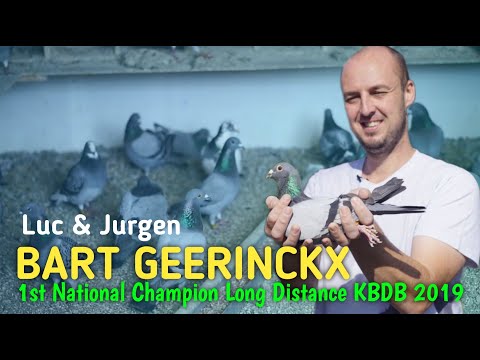 Pigeon Gladiator of Bart GEERINCKX - 1st National Champion Long Distance KBDB 2019