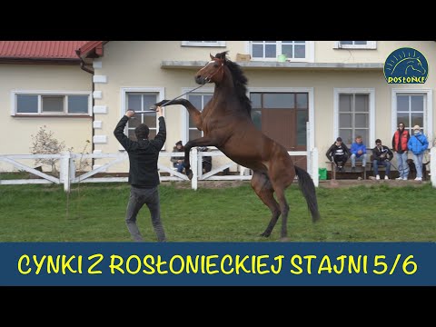 Adam Wyrzyk Cynki Trenera na 5 i 6 dzień wyścigowy Nagroda Jaroszówki i Golejewka Stajnia Rosłońce