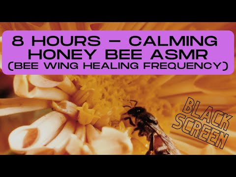8 Hours - Bee Hive Buzzing ASMR, BLACK SCREEN | Bee Wing Healing Frequency