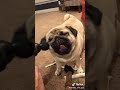 funny dog video 😂 vibrator