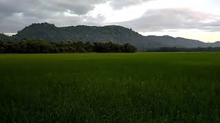 preview picture of video 'Paddy Fields with Amazing Clouds.'