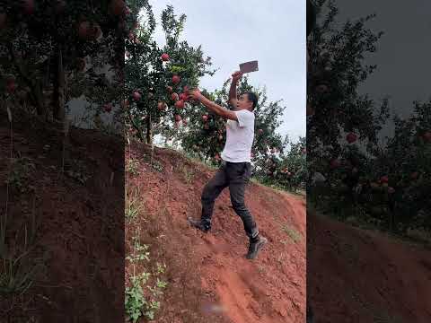 Ele descasca a romã PERFEITAMENTE! #curioso #incrivel #interessante