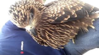 Golden Eagle Training, First Step After Maning.