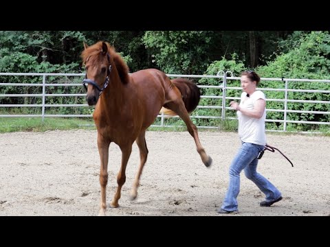 Ungehorsamer Wallach braucht klare Ansage – Zweijähriger Fuchs im Kurzcheck bei Ariane Telgen