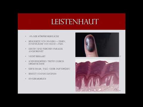 BASISWISSEN über das größste Organ des Menschen: Die Haut und Narbenbildung | Dr. Alawi