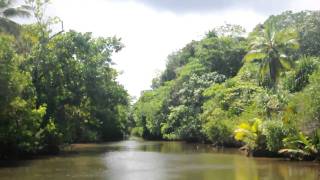 preview picture of video 'Yap Mangrove Forest'