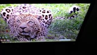 Video thumbnail for BenQ XL2411T Viewing Angles by PC Monitors