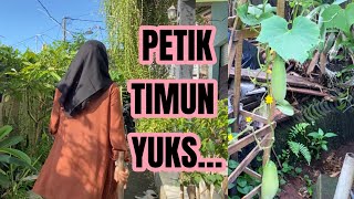 PERTAMA KALI PETIK TIMUN DI KEBUN SEJENGKAL‼️
