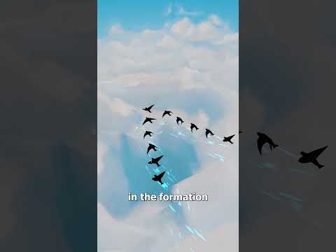 Why Birds Fly In ‘V’ Formations 🤔