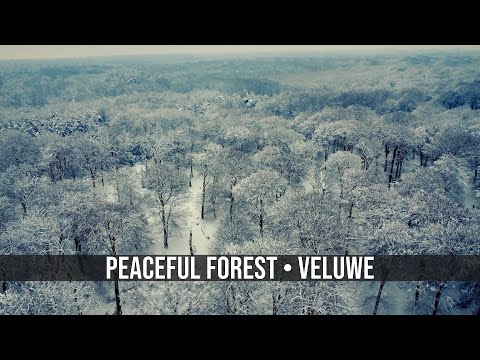 Deep Calm & Stress Relief 🌲 Slow Drone Nature of the Veluwe | Relaxing Music