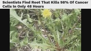 Scientists Find Root That Kills 98% Of Cancer Cells In Only 48 Hours